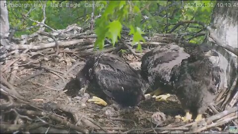 Hays Eaglet H13 self feeds amongst attempted steals from H15 H14 43021 1010AM