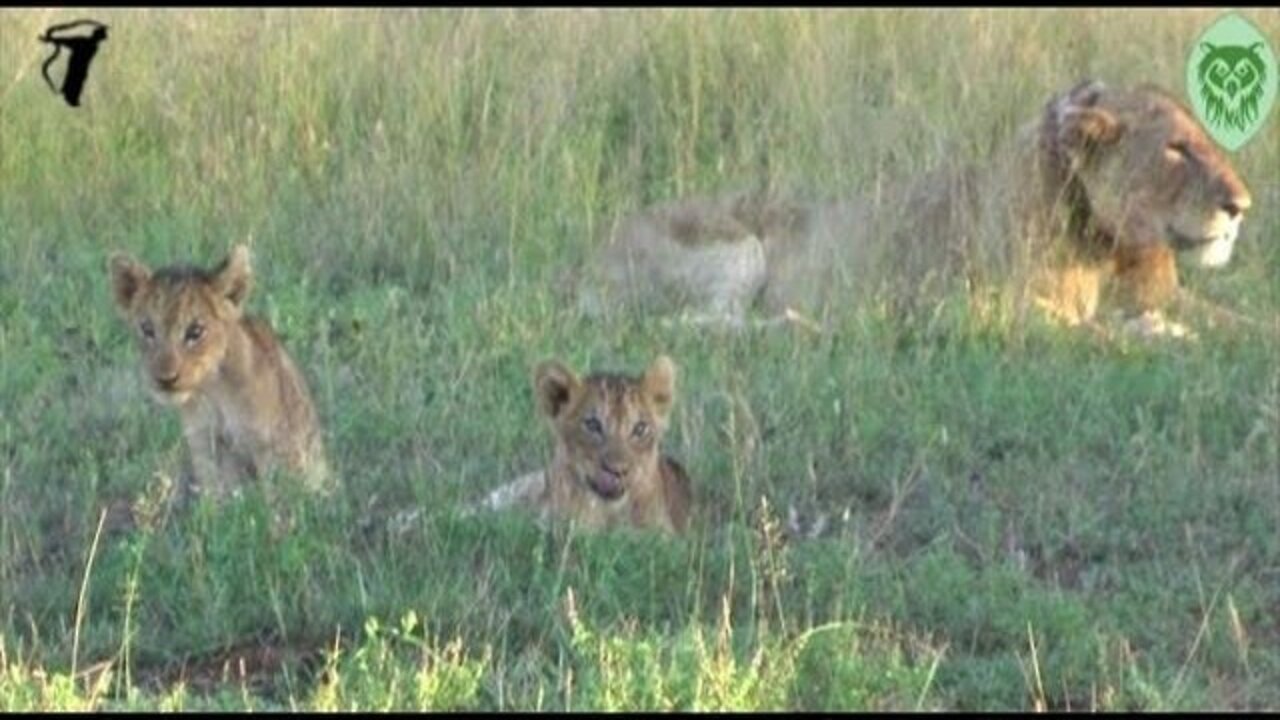 On Safari At Lukimbi, Kruger National Park, South Africa