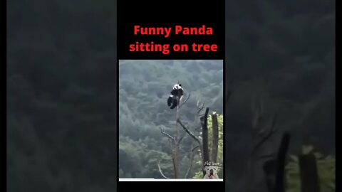 Panda sitting on tree🤣