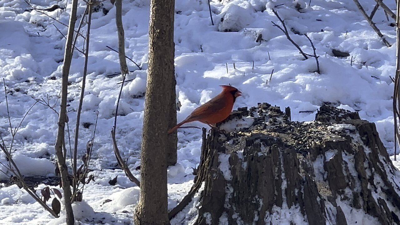 James Gardens Toronto wildlife
