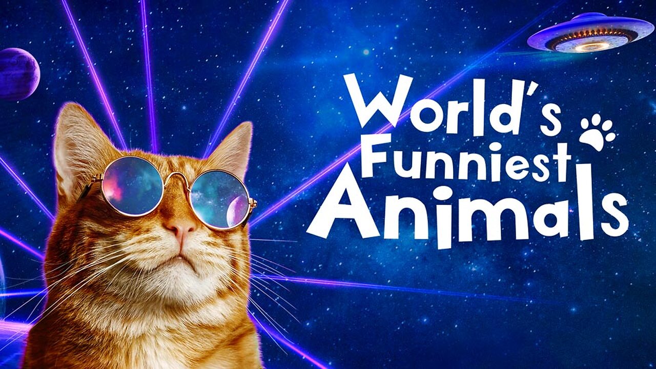 Funniest Animals π Funny Dogs and Cats Videos πΊπΆ Part 1