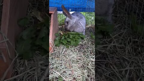 Roxanne, Champagne d’Argent Rabbit Should Have Babies Soon. 🐇😊 #shorts #rabbit #farm #homestead