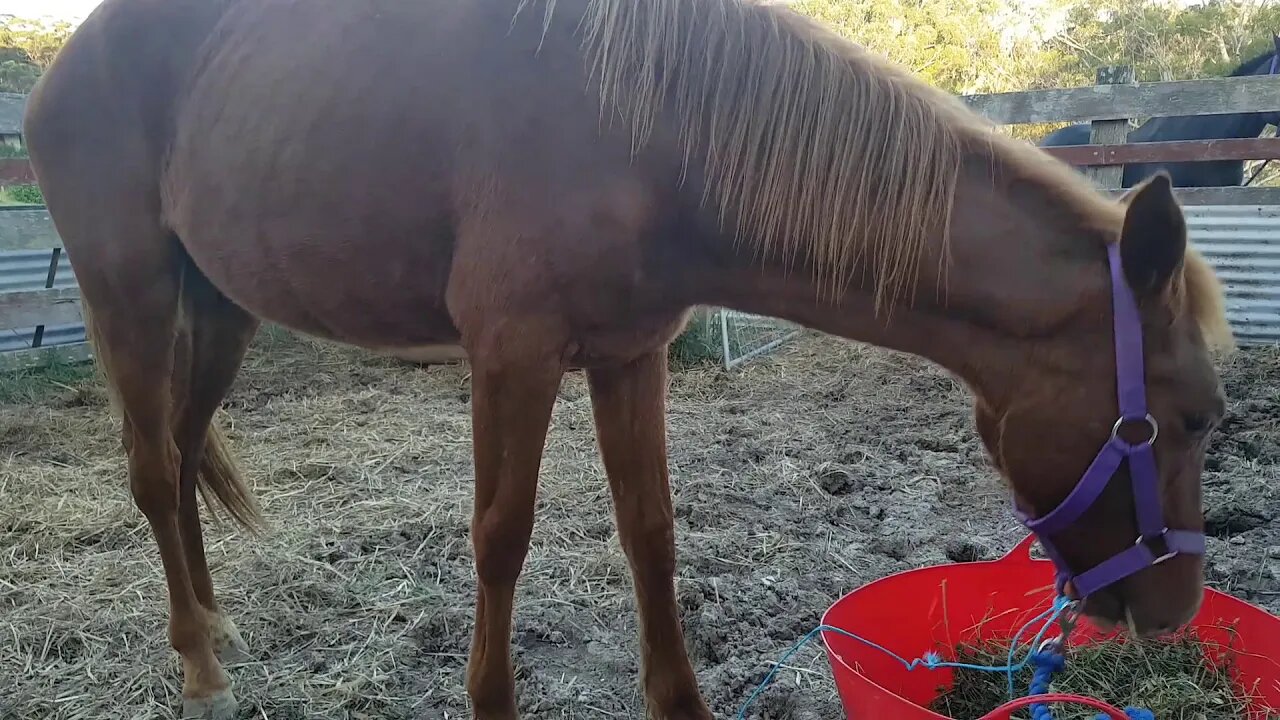 The day Banjo arrived Mar 28 2018