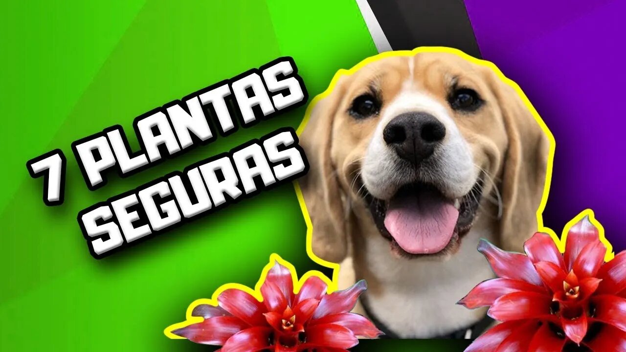 7 plantas seguras para Cães | Dr. Edgard Gomes | Alimentação natural para Cães