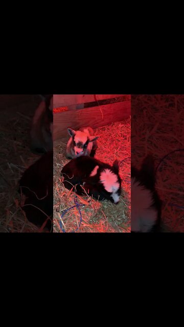 New Babies on the Farm