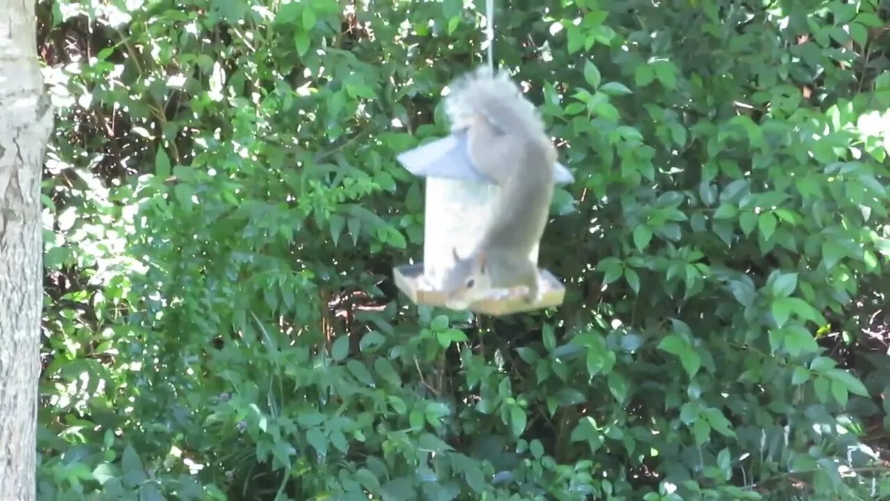 The little varmint! The squirrel manages to get to the bird feeder hanging by a rope in the tree!