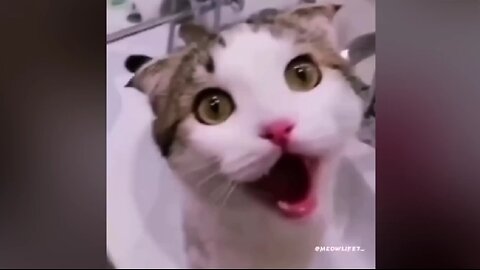 Funniest Animal Videos 🙀🐱🐶🐶 #funny #animal