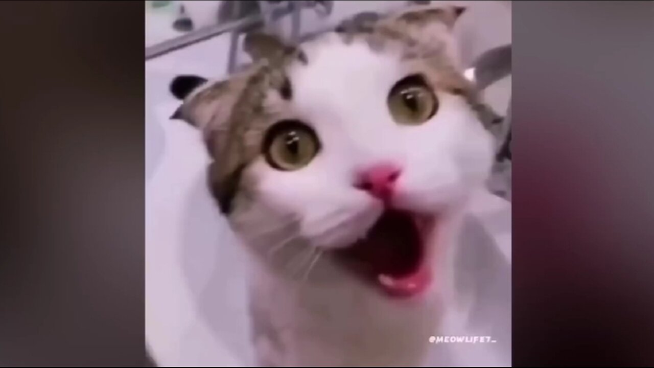 Funniest Animal Videos 🙀🐱🐶🐶 #funny #animal