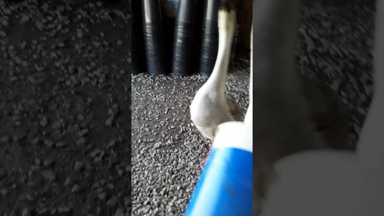 Geese at play...I think