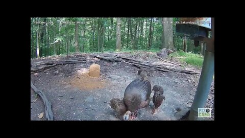 2 families of turkeys (watch the mom in the back) and a big mouth crow 7/03/21