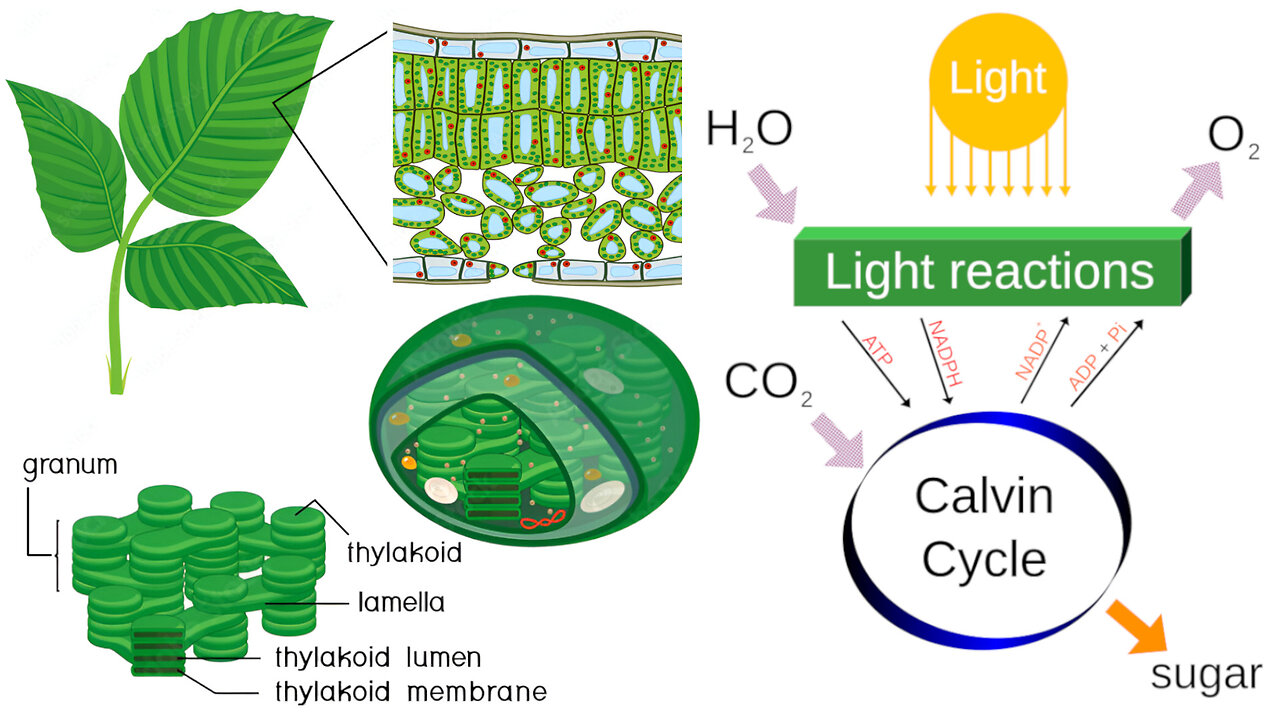 Photosynthesis: Converting Light Energy into Chemical Energy