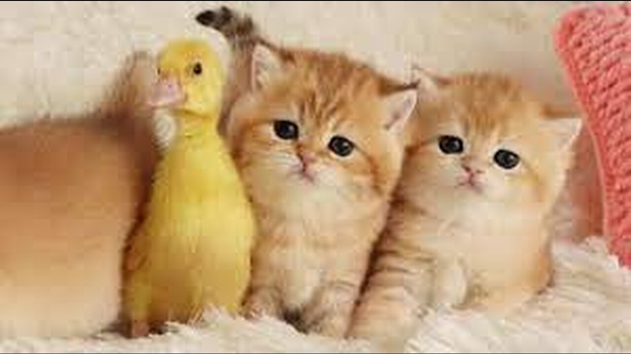 Funny funny animals - animal clip - cute cat and duck