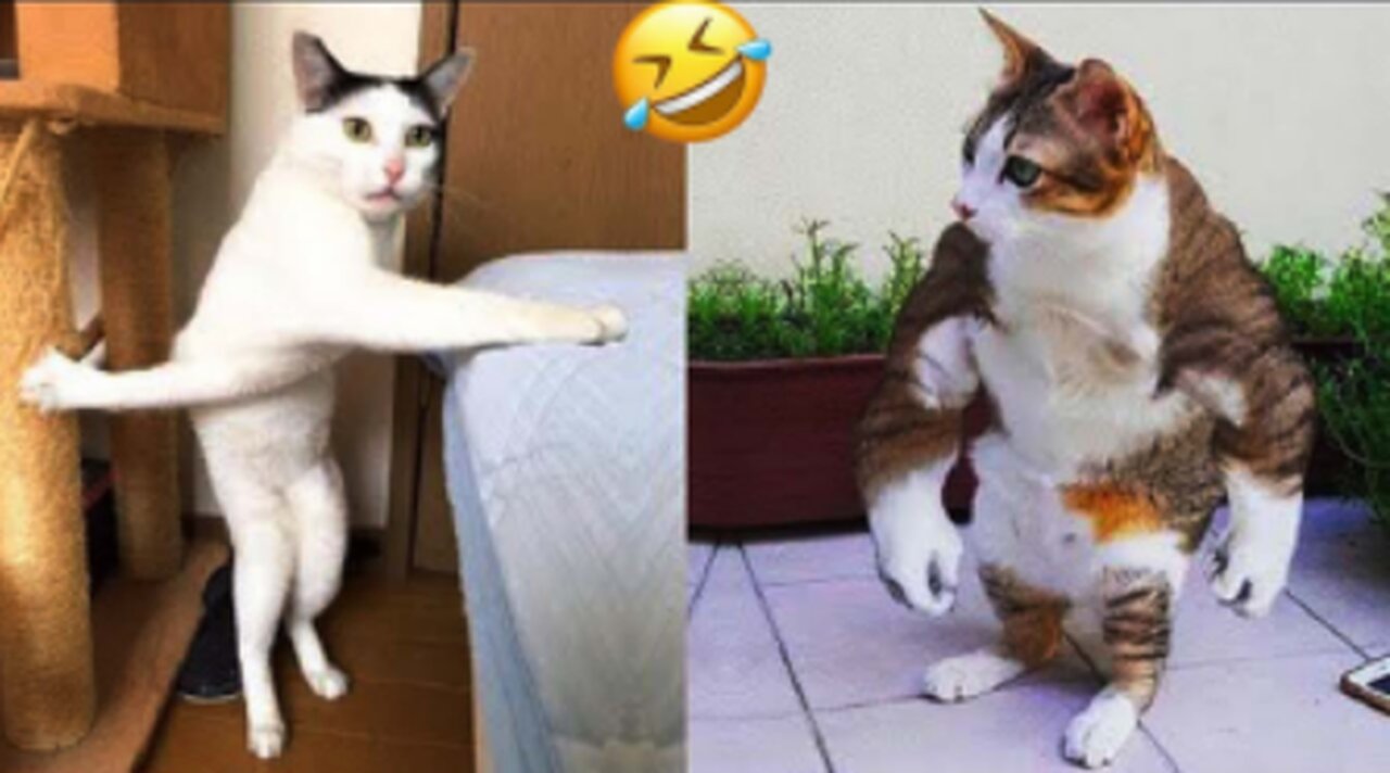 New Funny Videos 😍 Funniest Cats & Dogs Videos🐶😹 Part 02