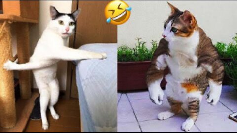 New Funny Videos 😍 Funniest Cats & Dogs Videos🐶😹 Part 02
