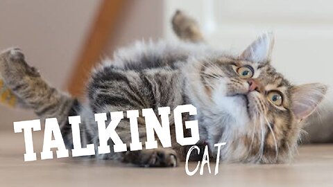 Talking Cat | Cute_Cat | Funny |