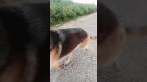 dog vlog#rudrakrishna #ytshorts #dog #dogshorts