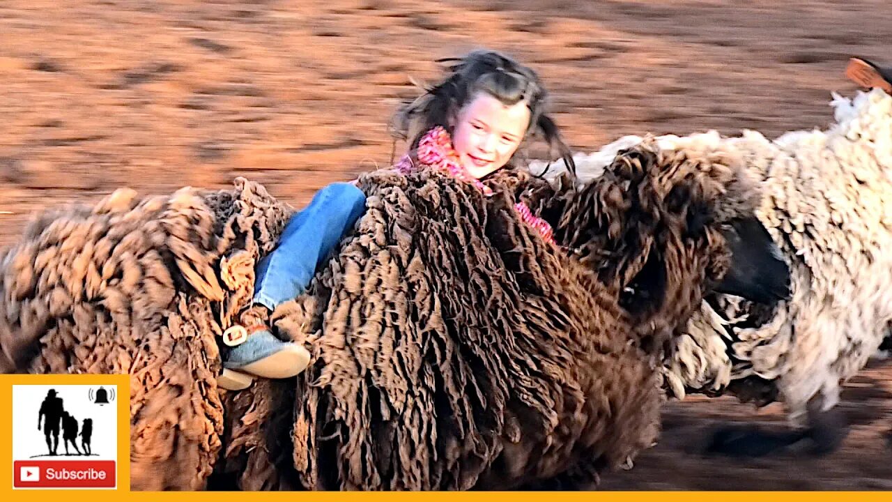 Mutton Bustin' - 2023 Wellington Pro Rodeo | Thursday (Censored)