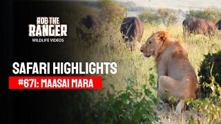 Safari Highlights #671: 07 & 08 March 2022 | Maasai Mara/Zebra Plains | Latest Wildlife Sightings