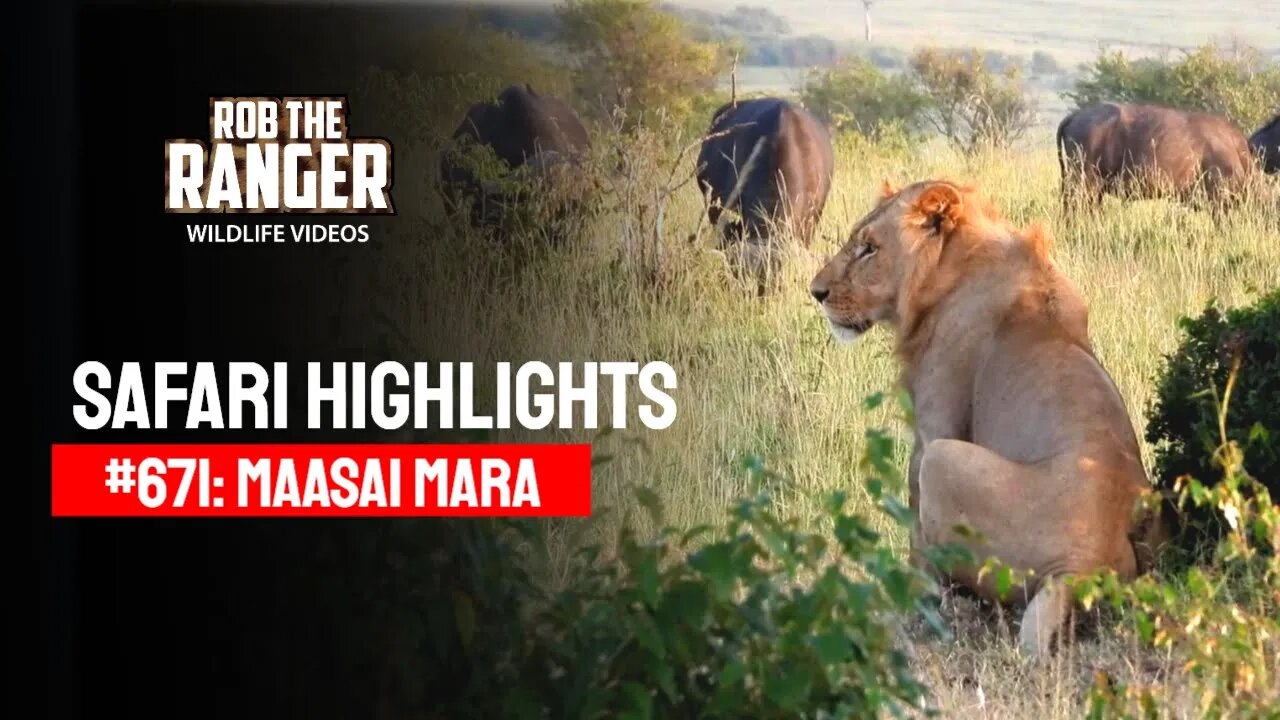 Safari Highlights #671: 07 & 08 March 2022 | Maasai Mara/Zebra Plains | Latest Wildlife Sightings