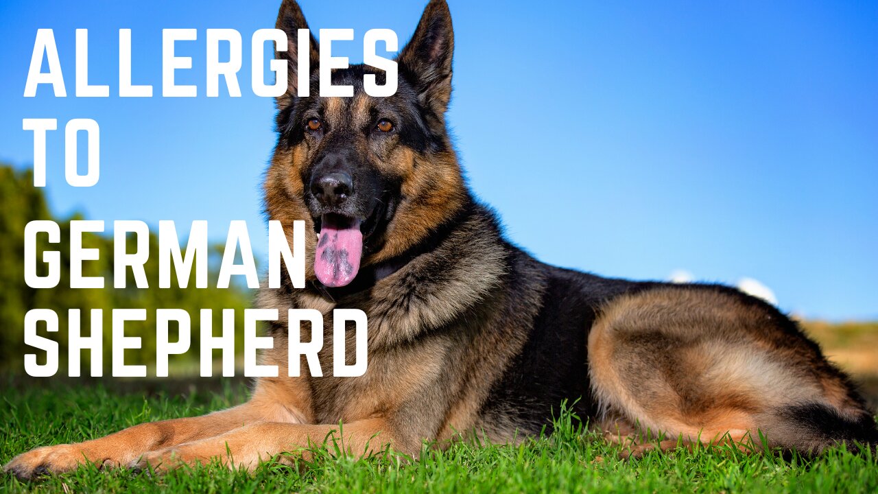 Allergies to German Shepherds