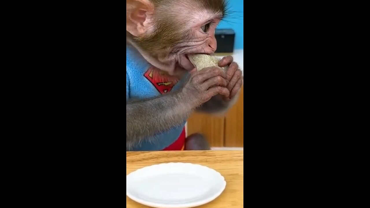 monkey