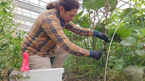 Nutrient Farm Scenery #36 - Organic Okra pruning