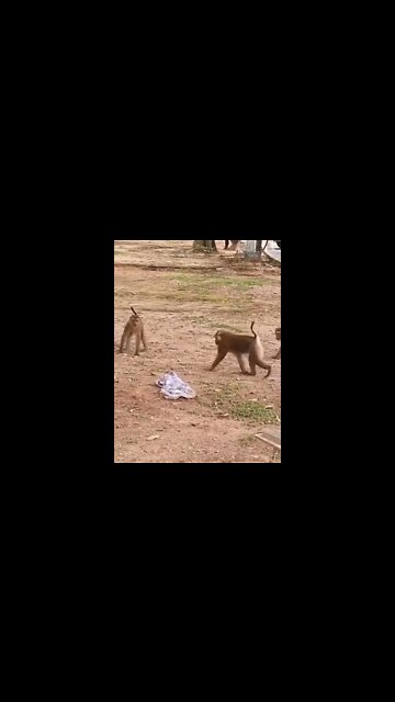 #animals #monkey #funny