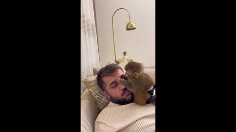 Well, you have to!!! How the monkey loves his owner..!