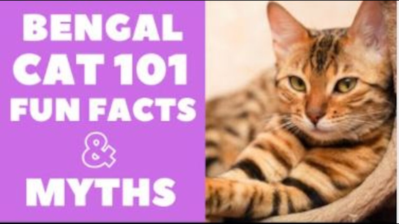 Bengal Cats 101 : Fun Facts & Myths