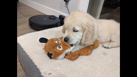 Golden retriever first months!