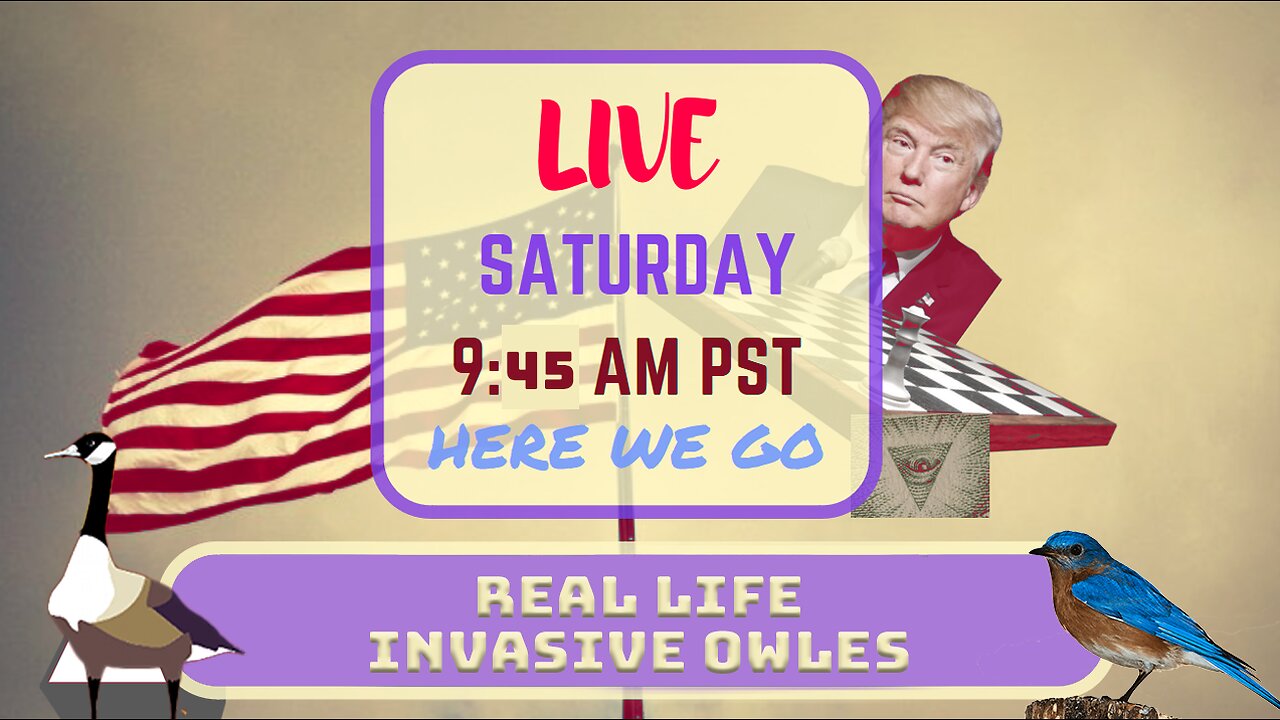 Saturday *LIVE* Real Life Invasive Owls Edition