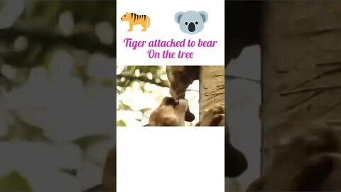 Tiger attacked to bear on the tree 🌴