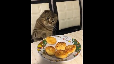 Hungry Cat. Cats in the kitchen.