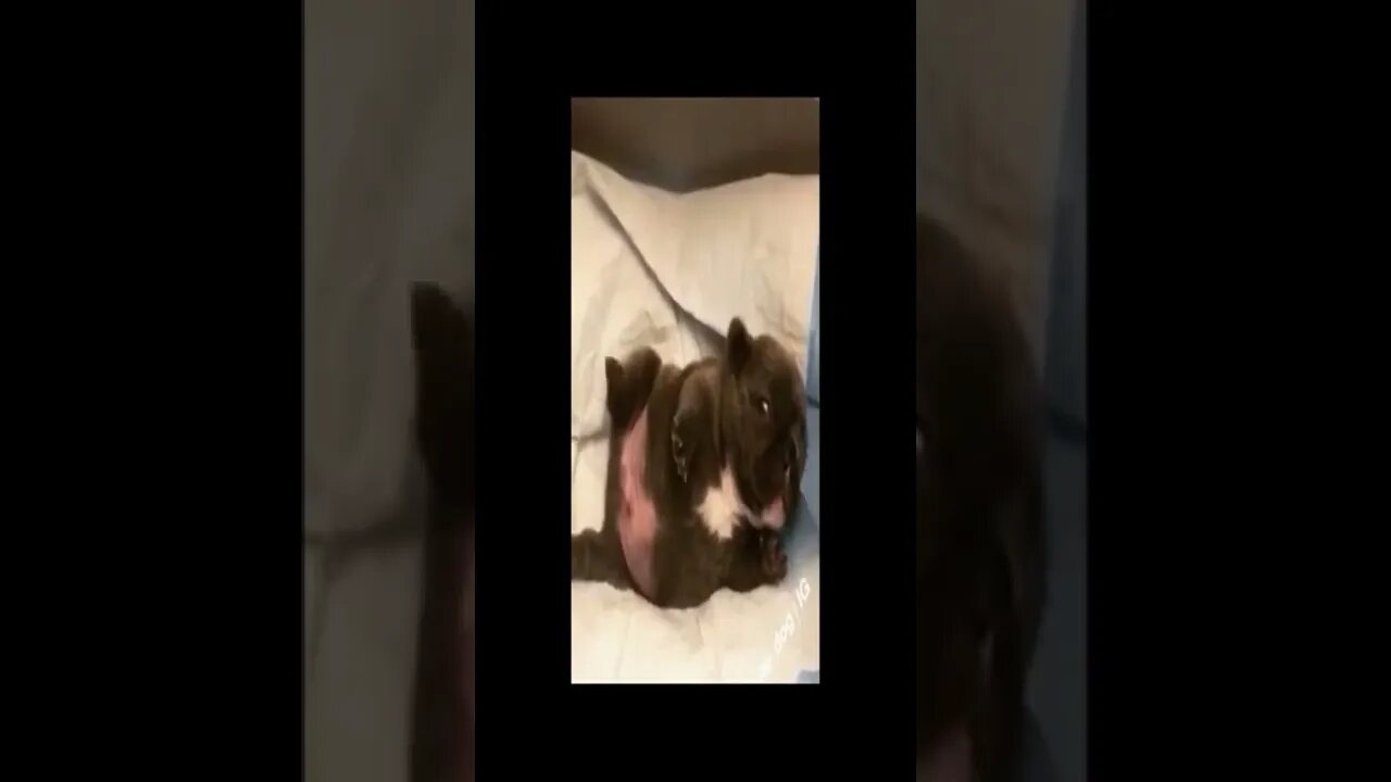 cute dog 110