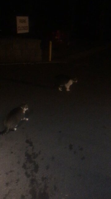 2 cats 1 fox and a piece of bologna .. the beginning