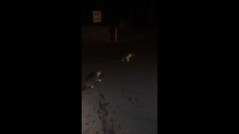2 cats 1 fox and a piece of bologna .. the beginning