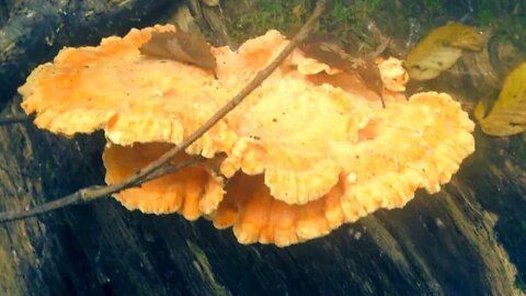 Mushrooms and Water Falls Of The Sinnemahoning