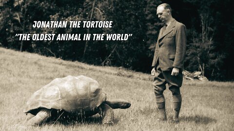 Jonathan the Tortoise "The Oldest Animal In The World" Just Turned 191