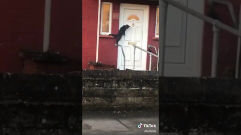 Cat Knocks The Door I TikTok
