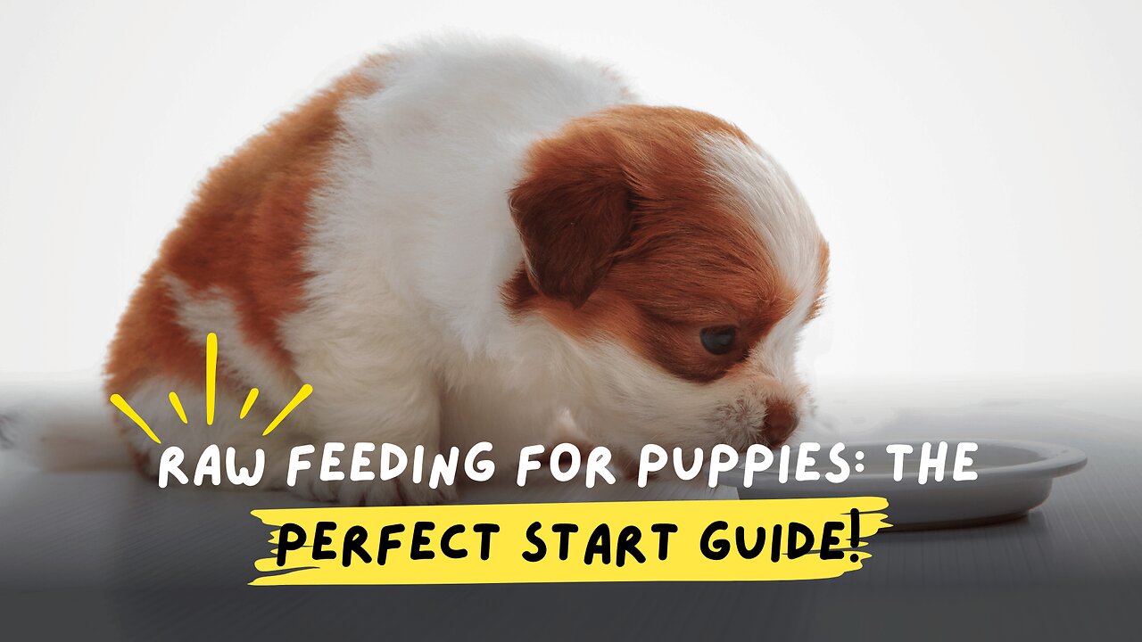 Raw Feeding for Puppies: The Perfect Start Guide!