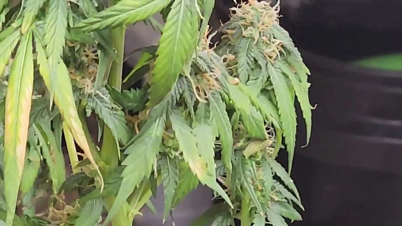 little update of some shotty plants lmfao