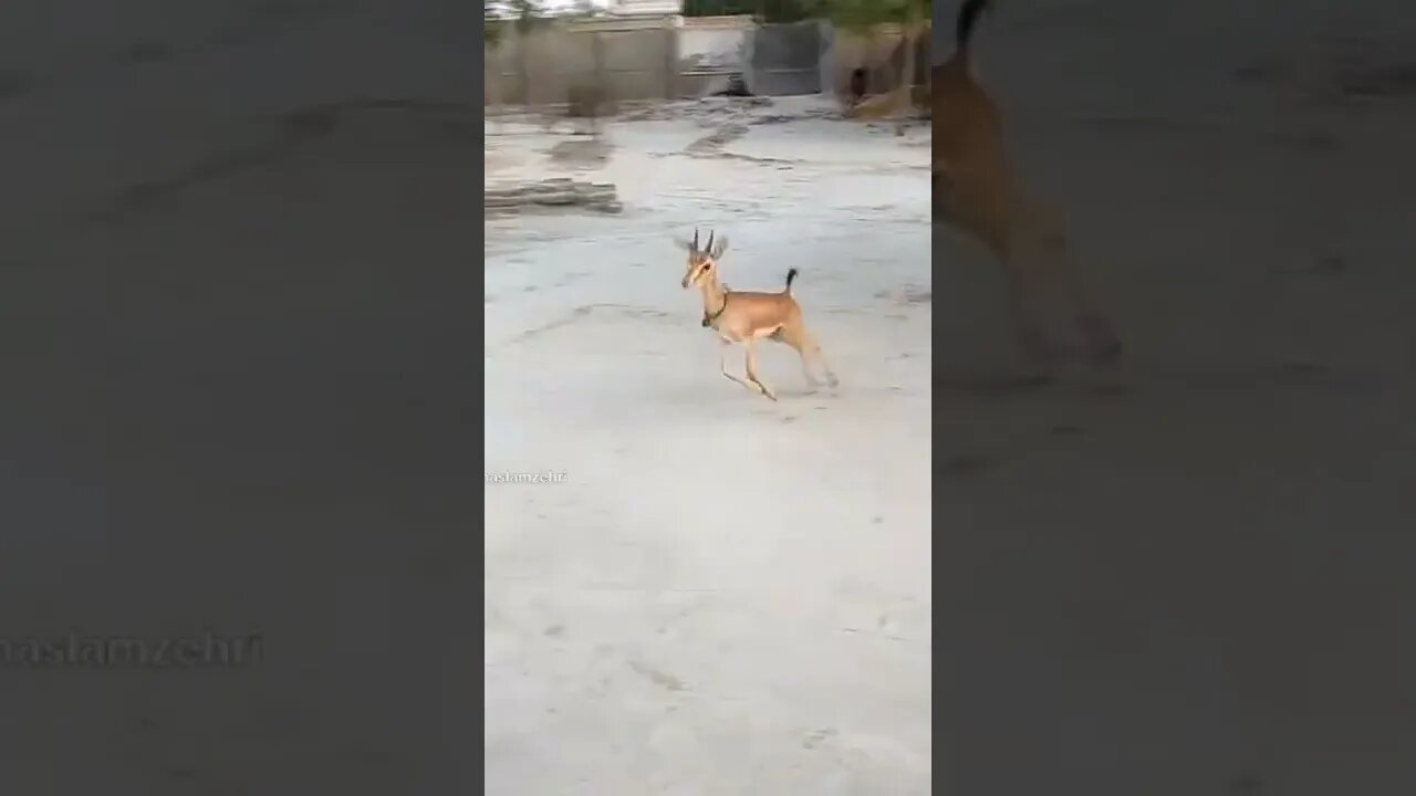 Deer funny jump🤣🤣🤣