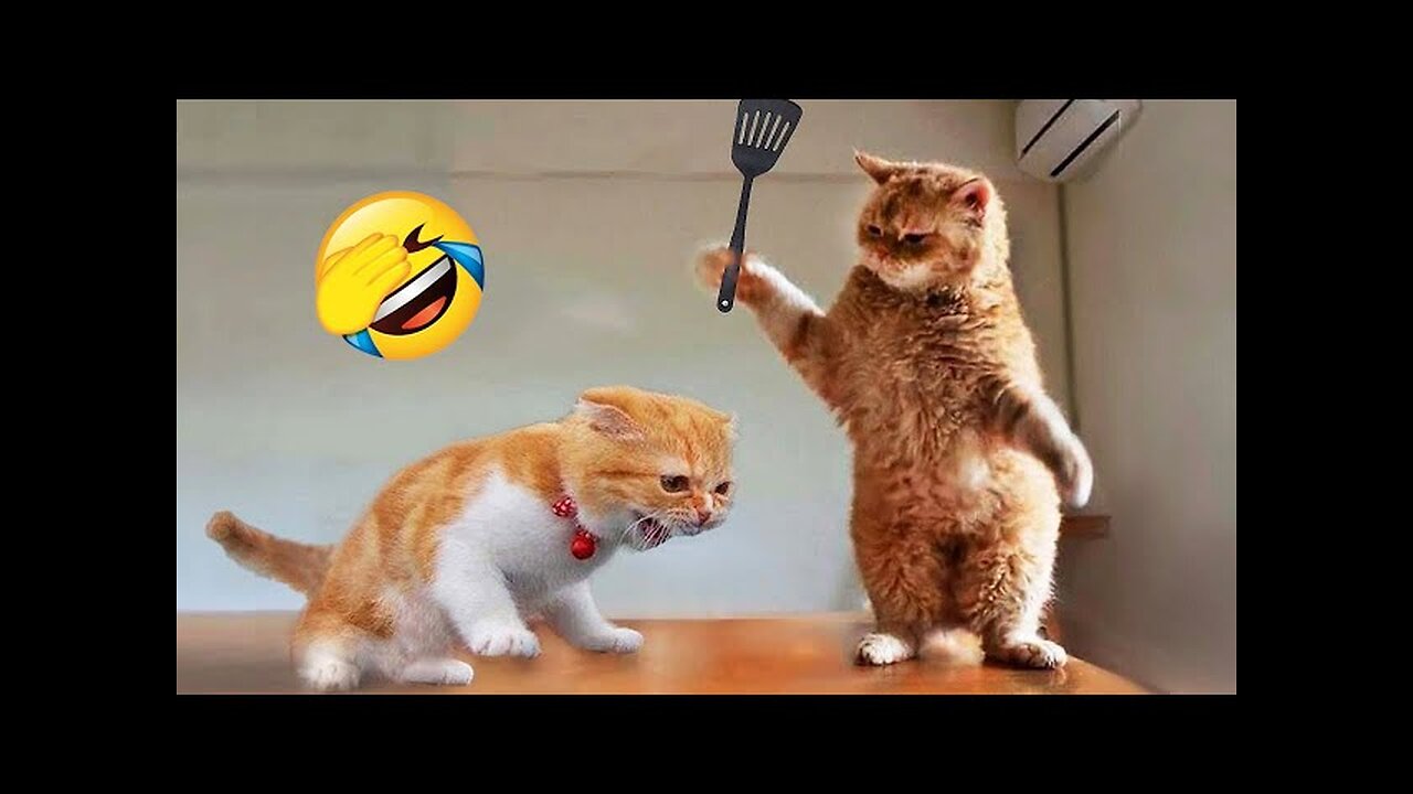 Funniest Animals 😂 New Funny Cats and Dogs Videos 😻🐶 Part 1