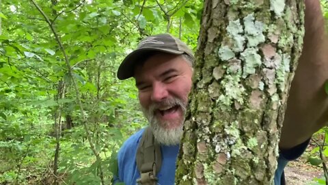 Tree ID on four trees, practical uses, and a dad joke