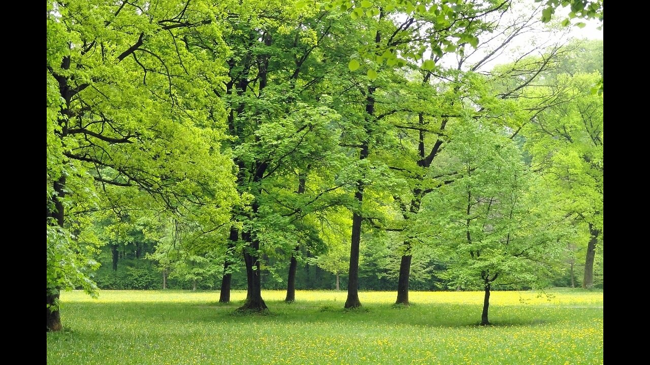 Lush green road-side|Million dollar view