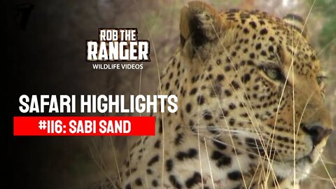 Safari Highlights #116: 24 - 27 Sep 2011 | Sabi Sand Nature Reserve | Latest Wildlife Sightings