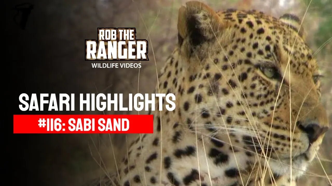 Safari Highlights #116: 24 - 27 Sep 2011 | Sabi Sand Nature Reserve | Latest Wildlife Sightings