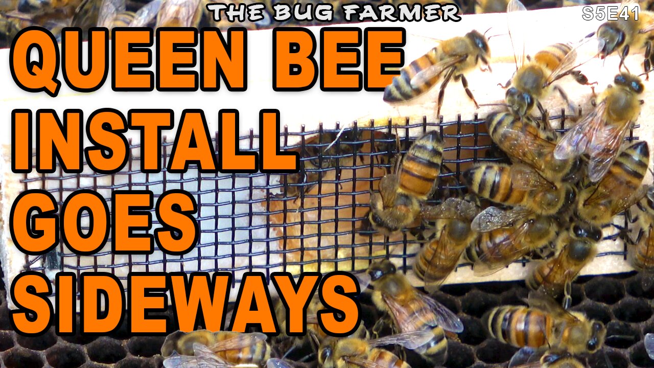 Installing New Queens in queen-less hives.