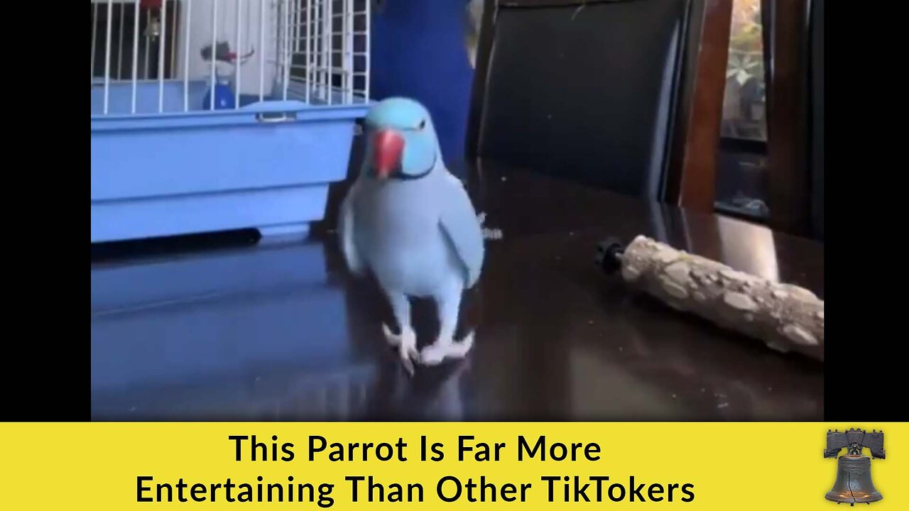 This Parrot Is Far More Entertaining Than Other TikTokers