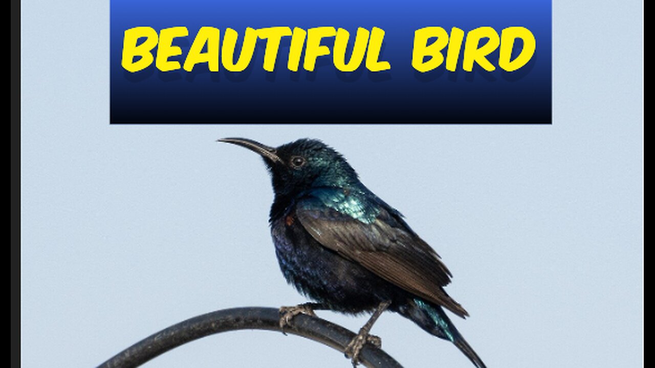 Beautiful bird